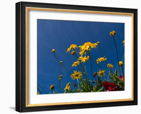 Yellow Flowers-Charles Bowman-Framed Photographic Print