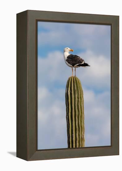 Yellow-footed gull perched on Mexican giant cardon cactus, Mexico-Claudio Contreras-Framed Premier Image Canvas