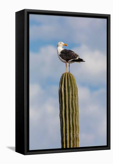 Yellow-footed gull perched on Mexican giant cardon cactus, Mexico-Claudio Contreras-Framed Premier Image Canvas