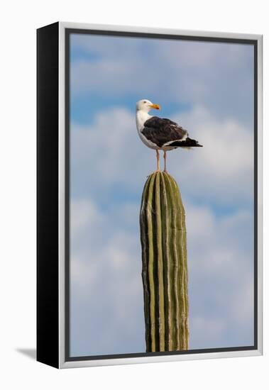 Yellow-footed gull perched on Mexican giant cardon cactus, Mexico-Claudio Contreras-Framed Premier Image Canvas