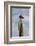 Yellow-footed gull perched on Mexican giant cardon cactus, Mexico-Claudio Contreras-Framed Photographic Print