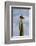 Yellow-footed gull perched on Mexican giant cardon cactus, Mexico-Claudio Contreras-Framed Photographic Print