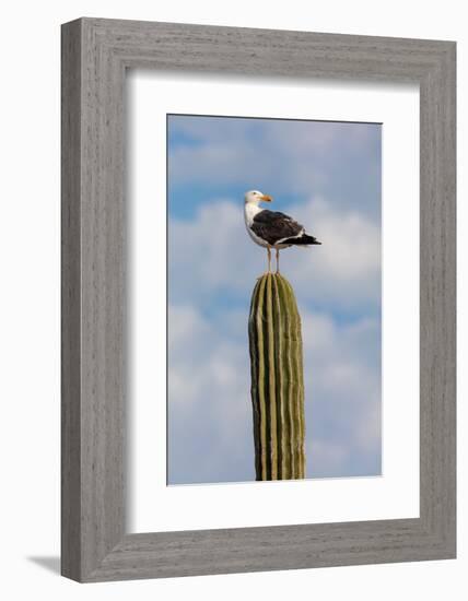 Yellow-footed gull perched on Mexican giant cardon cactus, Mexico-Claudio Contreras-Framed Photographic Print