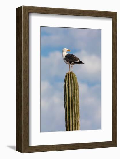 Yellow-footed gull perched on Mexican giant cardon cactus, Mexico-Claudio Contreras-Framed Photographic Print