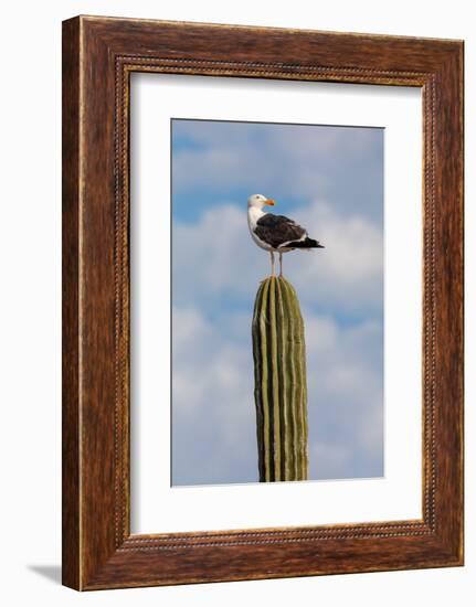 Yellow-footed gull perched on Mexican giant cardon cactus, Mexico-Claudio Contreras-Framed Photographic Print