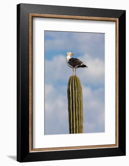 Yellow-footed gull perched on Mexican giant cardon cactus, Mexico-Claudio Contreras-Framed Photographic Print