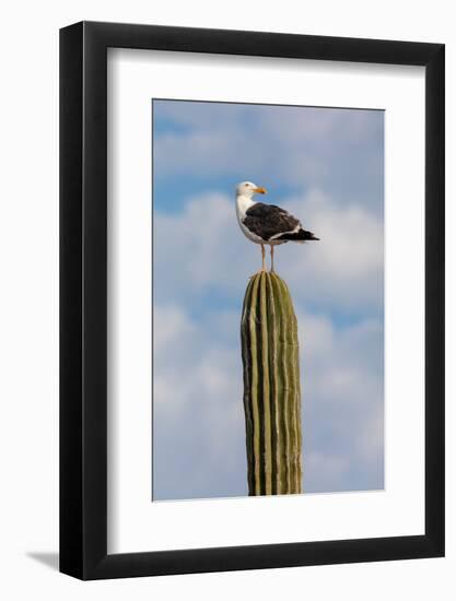 Yellow-footed gull perched on Mexican giant cardon cactus, Mexico-Claudio Contreras-Framed Photographic Print