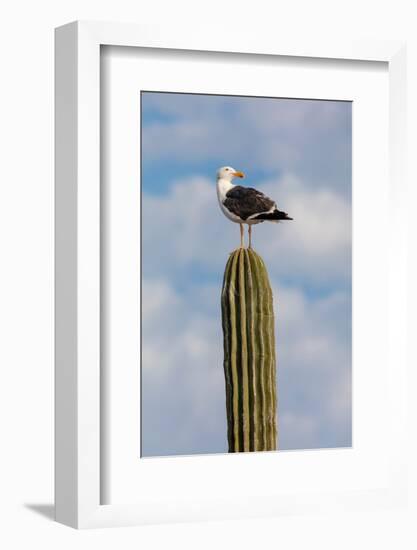 Yellow-footed gull perched on Mexican giant cardon cactus, Mexico-Claudio Contreras-Framed Photographic Print