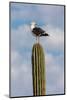 Yellow-footed gull perched on Mexican giant cardon cactus, Mexico-Claudio Contreras-Mounted Photographic Print