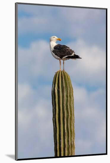 Yellow-footed gull perched on Mexican giant cardon cactus, Mexico-Claudio Contreras-Mounted Photographic Print