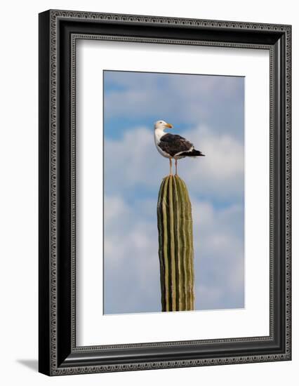 Yellow-footed gull perched on Mexican giant cardon cactus, Mexico-Claudio Contreras-Framed Photographic Print