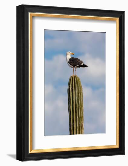 Yellow-footed gull perched on Mexican giant cardon cactus, Mexico-Claudio Contreras-Framed Photographic Print