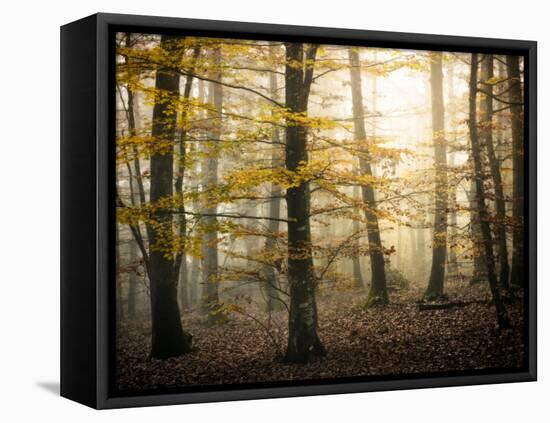 Yellow Forest-Philippe Manguin-Framed Premier Image Canvas