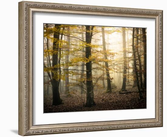 Yellow Forest-Philippe Manguin-Framed Photographic Print