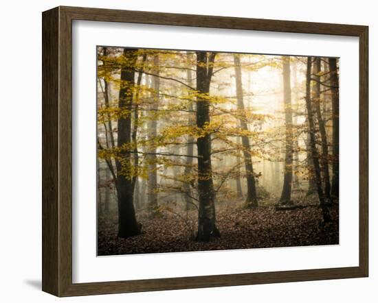 Yellow Forest-Philippe Manguin-Framed Photographic Print