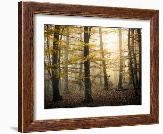 Yellow Forest-Philippe Manguin-Framed Photographic Print