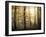 Yellow Forest-Philippe Manguin-Framed Photographic Print