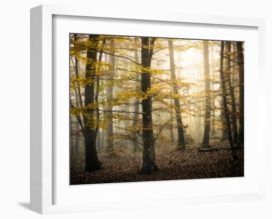 Yellow Forest-Philippe Manguin-Framed Photographic Print