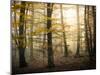 Yellow Forest-Philippe Manguin-Mounted Photographic Print