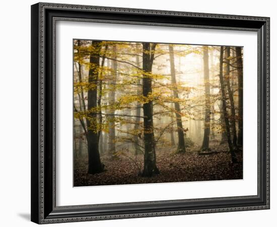 Yellow Forest-Philippe Manguin-Framed Photographic Print