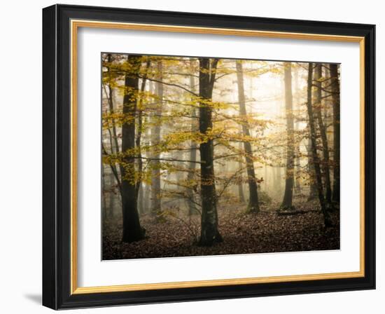 Yellow Forest-Philippe Manguin-Framed Photographic Print