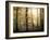 Yellow Forest-Philippe Manguin-Framed Photographic Print