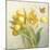 Yellow French Tulips-Danhui Nai-Mounted Art Print