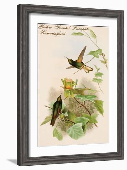 Yellow Fronted Panoplite Hummingbird-John Gould-Framed Art Print