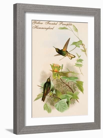 Yellow Fronted Panoplite Hummingbird-John Gould-Framed Art Print