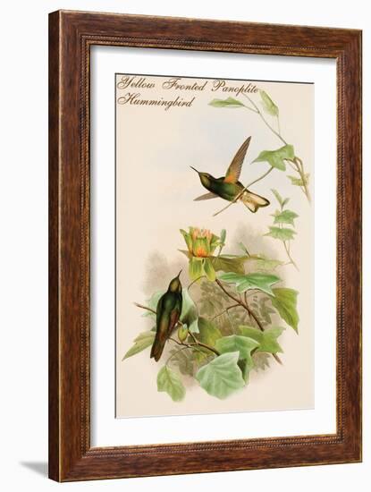 Yellow Fronted Panoplite Hummingbird-John Gould-Framed Art Print