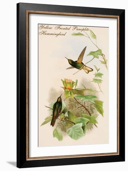 Yellow Fronted Panoplite Hummingbird-John Gould-Framed Art Print