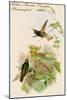 Yellow Fronted Panoplite Hummingbird-John Gould-Mounted Art Print