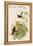 Yellow Fronted Panoplite Hummingbird-John Gould-Framed Stretched Canvas