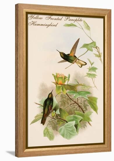 Yellow Fronted Panoplite Hummingbird-John Gould-Framed Stretched Canvas