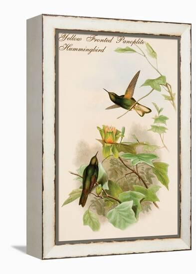 Yellow Fronted Panoplite Hummingbird-John Gould-Framed Stretched Canvas