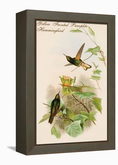 Yellow Fronted Panoplite Hummingbird-John Gould-Framed Stretched Canvas