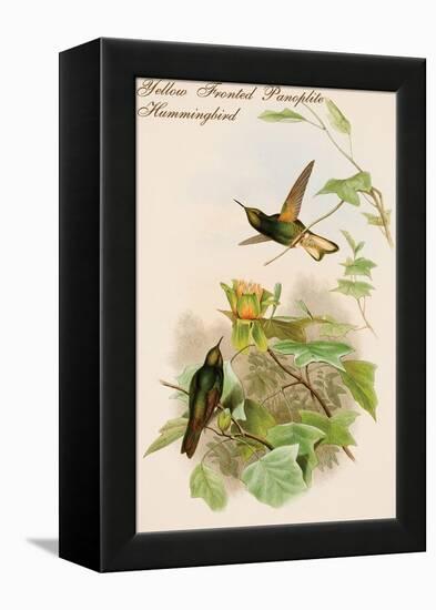 Yellow Fronted Panoplite Hummingbird-John Gould-Framed Stretched Canvas