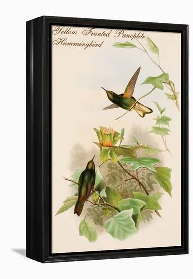 Yellow Fronted Panoplite Hummingbird-John Gould-Framed Stretched Canvas