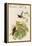 Yellow Fronted Panoplite Hummingbird-John Gould-Framed Stretched Canvas