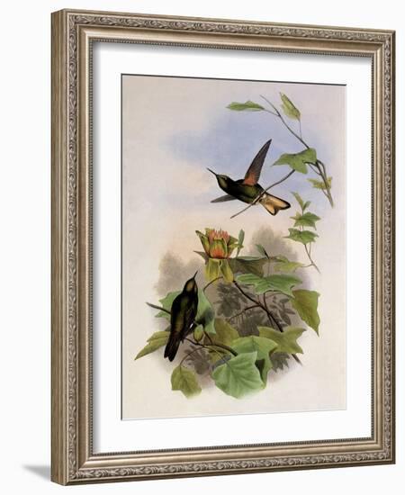 Yellow-Fronted Panoplites, Panoplites Flavescens-John Gould-Framed Giclee Print