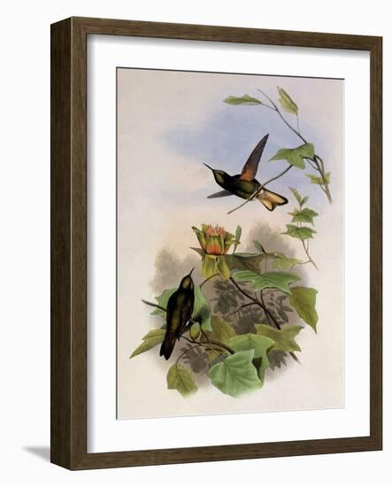 Yellow-Fronted Panoplites, Panoplites Flavescens-John Gould-Framed Giclee Print