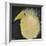 Yellow Fuzzy Bird-Tim Nyberg-Framed Giclee Print