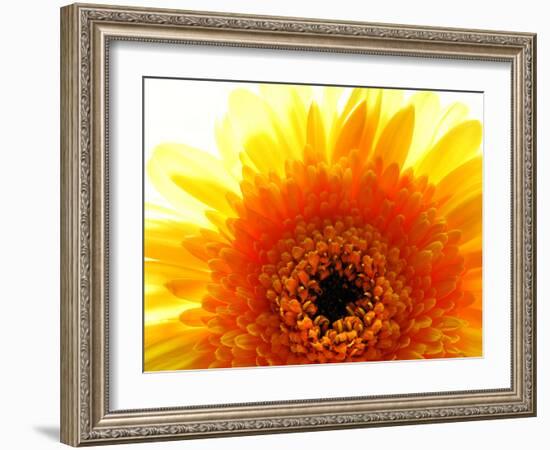 Yellow Gerbera Daisy Sunlit-Sabine Jacobs-Framed Photographic Print