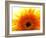 Yellow Gerbera Daisy Sunlit-Sabine Jacobs-Framed Photographic Print