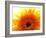 Yellow Gerbera Daisy Sunlit-Sabine Jacobs-Framed Photographic Print