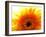 Yellow Gerbera Daisy Sunlit-Sabine Jacobs-Framed Photographic Print