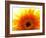 Yellow Gerbera Daisy Sunlit-Sabine Jacobs-Framed Photographic Print