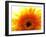 Yellow Gerbera Daisy Sunlit-Sabine Jacobs-Framed Photographic Print