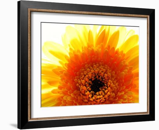 Yellow Gerbera Daisy Sunlit-Sabine Jacobs-Framed Photographic Print