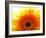 Yellow Gerbera Daisy Sunlit-Sabine Jacobs-Framed Photographic Print